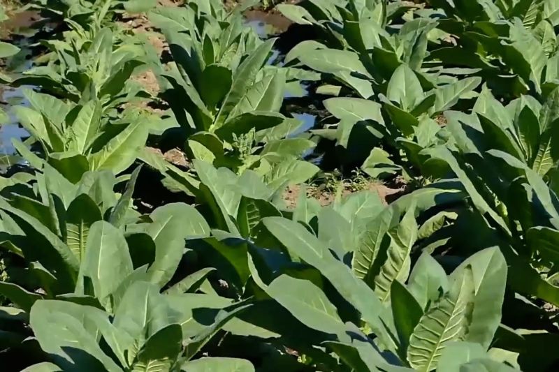 Industri Pengolahan Tembakau Alami Perluasan Dengan IKI Maksimal