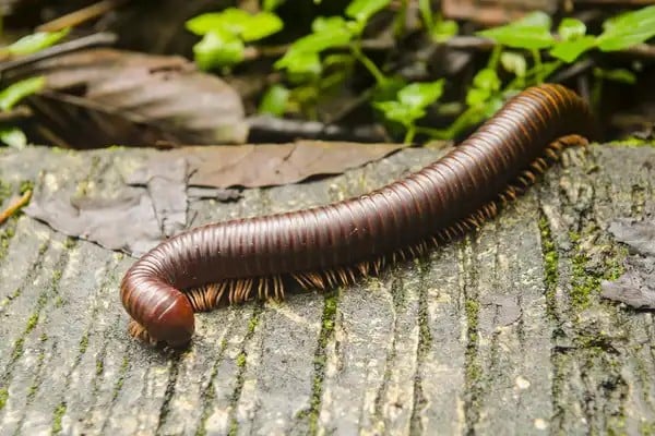 Kaki Seribu Raksasa dengan Wajah Menyeramkan Ditemukan