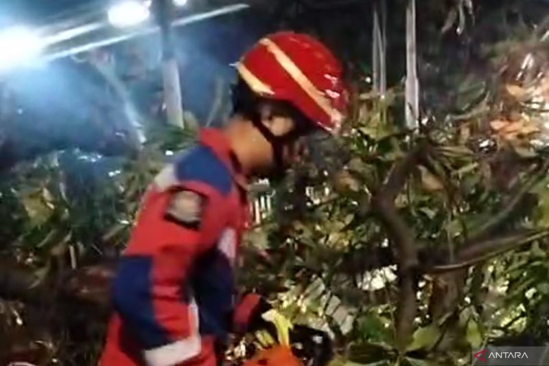 Damkar Jaktim Evakuasi Pohon Tumbang di Wilayah Ciracas